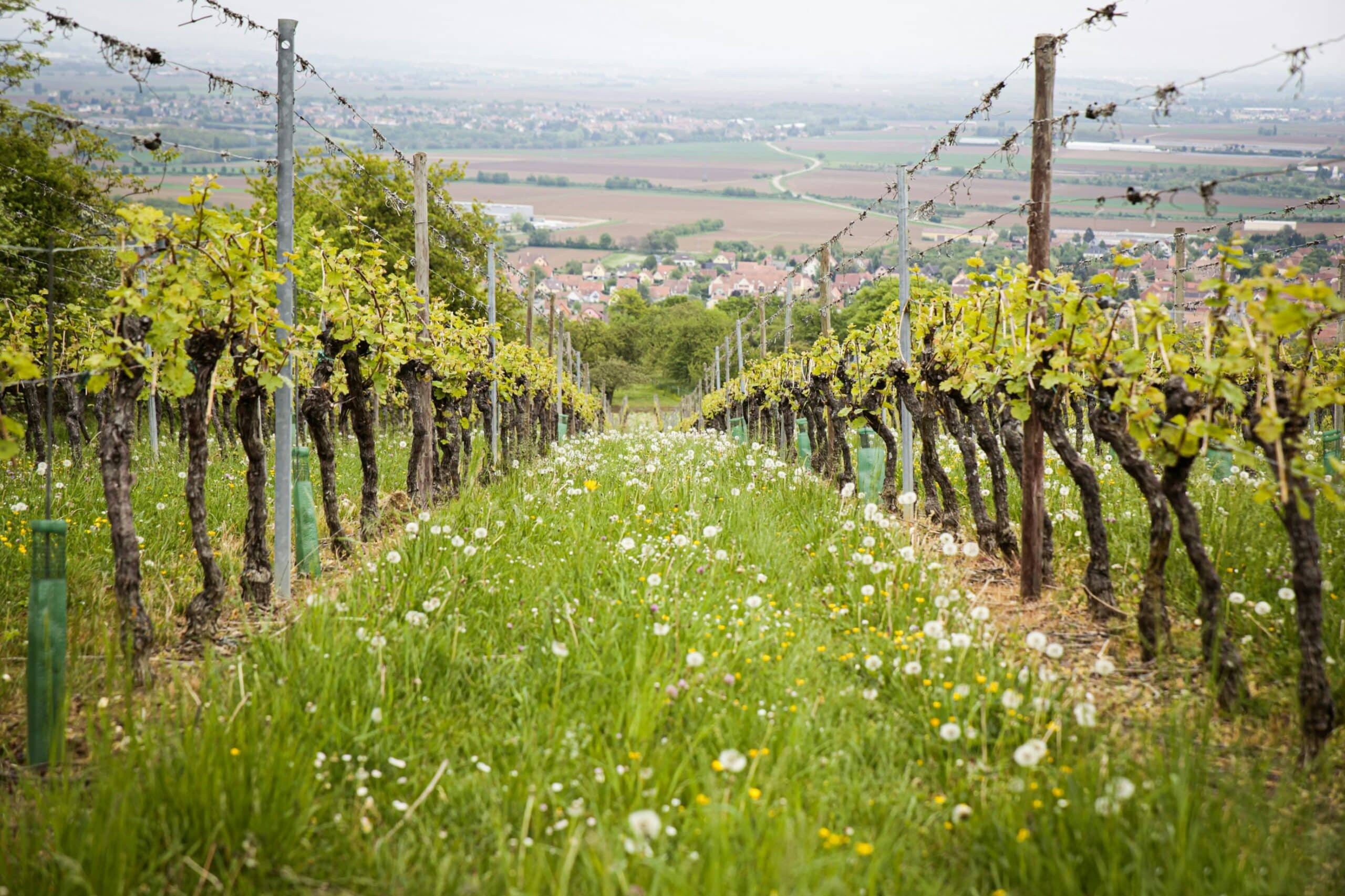 Découvrez les vins d'Ardèche