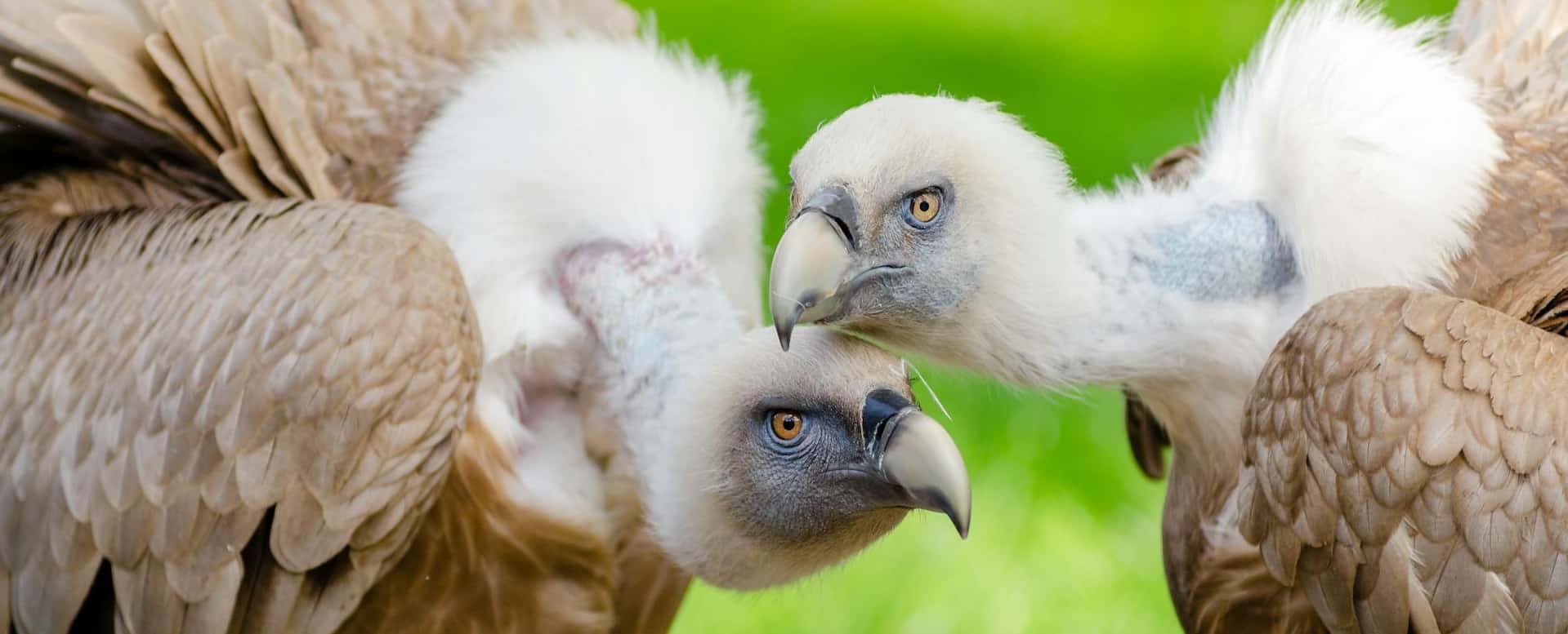 oiseaux de l’Ardèche