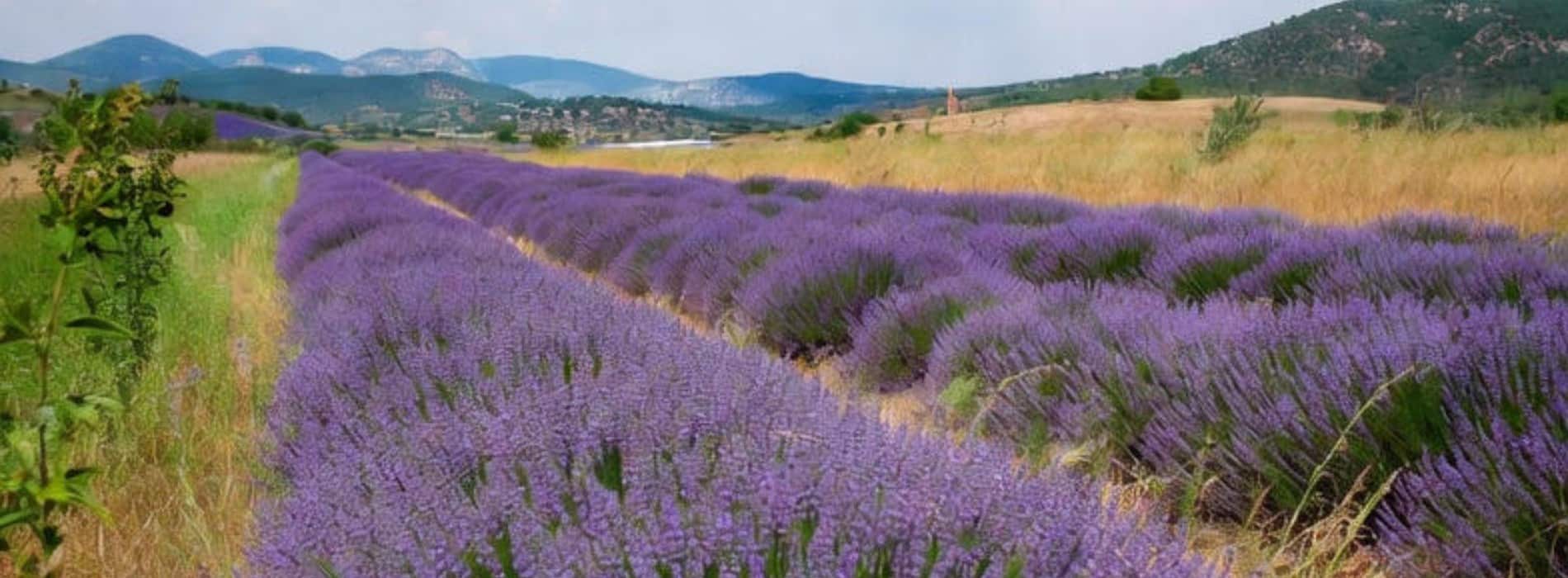Lavande Ardèche
